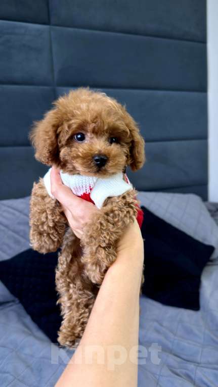 Собаки в Москве: Той пудель Тедди Мальчик, 190 000 руб. - фото 2