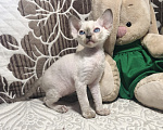 Кошки в Курске: Девон рекс котенок девочка Девочка, 70 000 руб. - фото 1