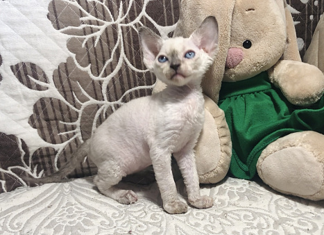 Девон рекс котенок девочка