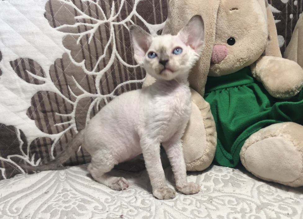Кошки в Курске: Девон рекс котенок девочка Девочка, 70 000 руб. - фото 1