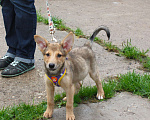 Собаки в Москве: Малышка Лисёна в самые добрые руки Девочка, Бесплатно - фото 4