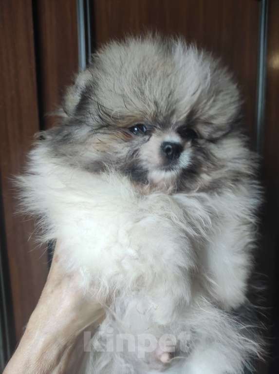 Собаки в Калуге: Красивые патиколорчики Мальчик, 35 000 руб. - фото 2