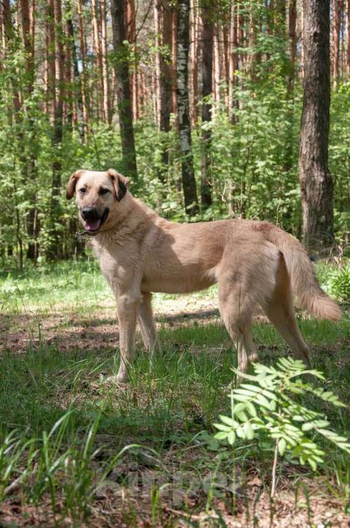 Собаки в Ногинске: Варя ждет свою семью в приюте Девочка, Бесплатно - фото 2