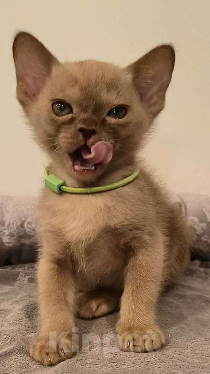 Кошки в Краснодаре: Ангела  Девочка, 250 000 руб. - фото 3