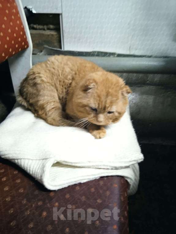 Кошки в Ореховом-Зуево: Кот ищет дом на доживание Мальчик, Бесплатно - фото 1