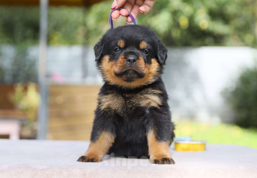 Собаки в Рязани: Щенки ротвейлера  Девочка, 50 000 руб. - фото 4