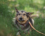 Собаки в Клине: Нежная Люси Девочка, Бесплатно - фото 3