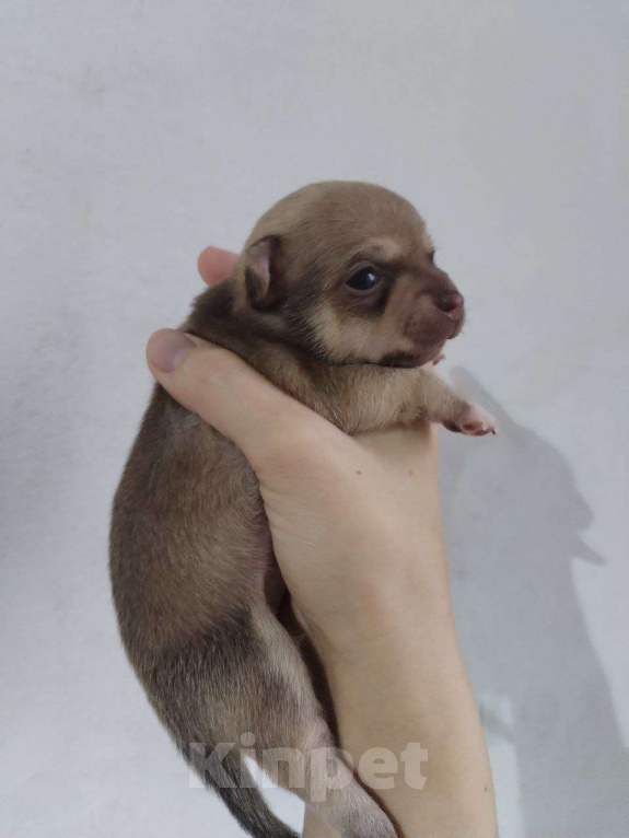 Собаки в Москве: Щенок чихуахуа Мальчик, 10 000 руб. - фото 1