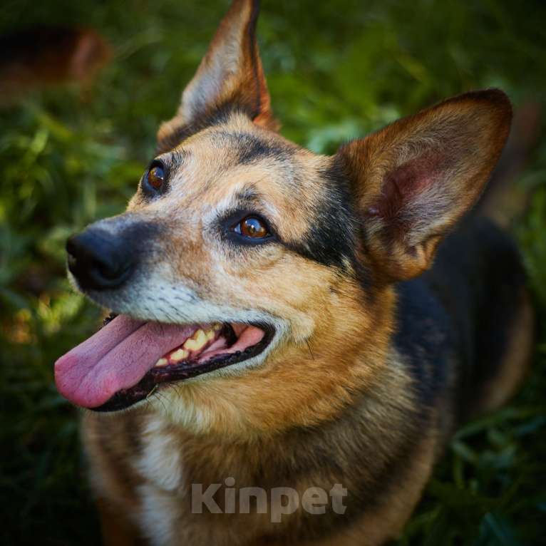 Собаки в Москве: Милане и Татошке очень нужен дом  Мальчик, Бесплатно - фото 5