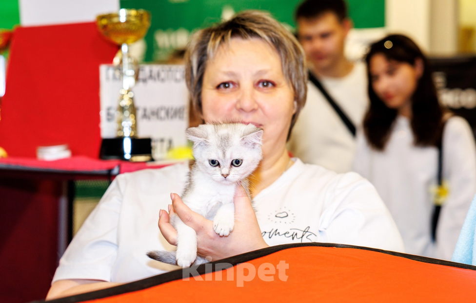 Кошки в Киселевске: Шотландские котята от титулованных родителей Мальчик, 30 000 руб. - фото 2