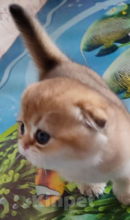 Кошки в Тольятти: Золотые шиншилы Разнополые, 35 000 руб. - фото 4