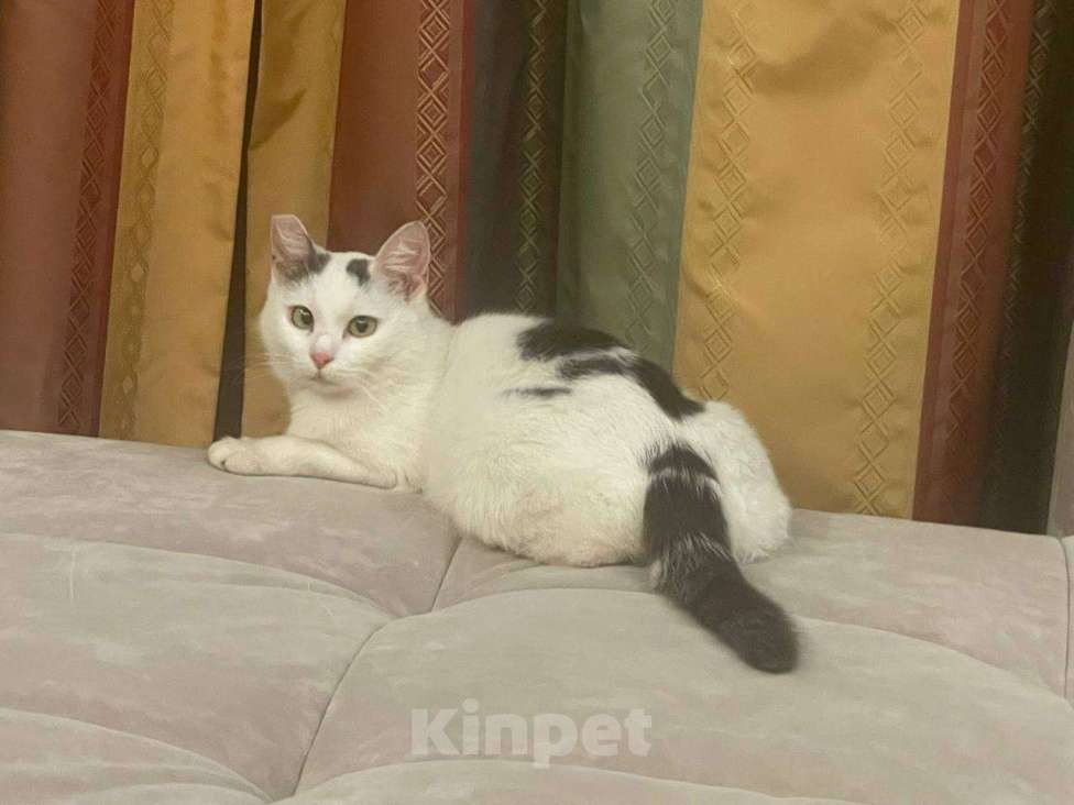 Кошки в Москве: найдена кошка в СЗАО Девочка, Бесплатно - фото 1