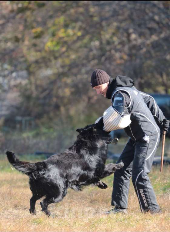 Собаки в Якутске: Щенок длинношерстной немецкой овчарки. Девочка, Бесплатно - фото 8