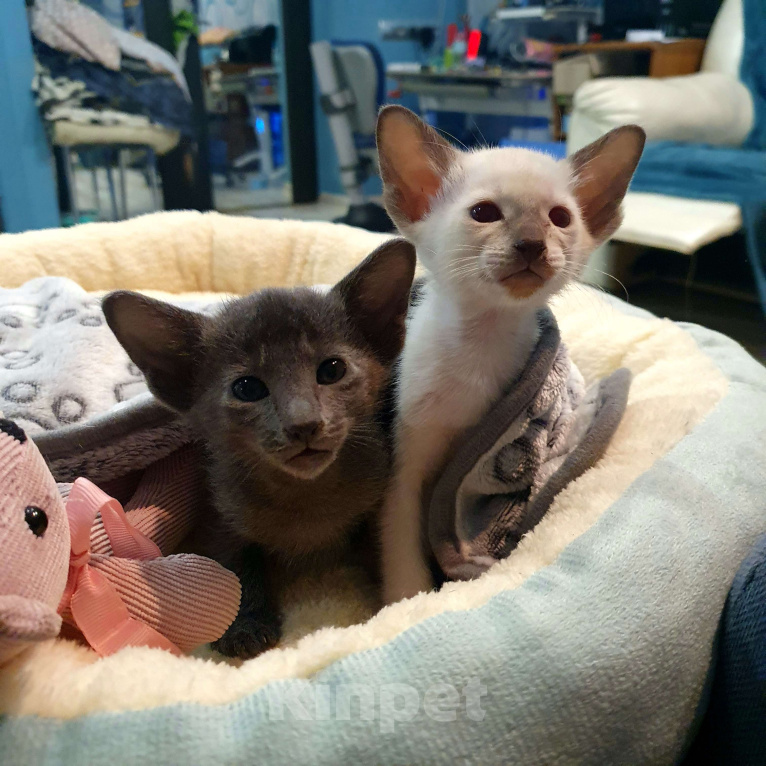 Кошки в Ковровом: ориентальные котята Девочка, 30 000 руб. - фото 3