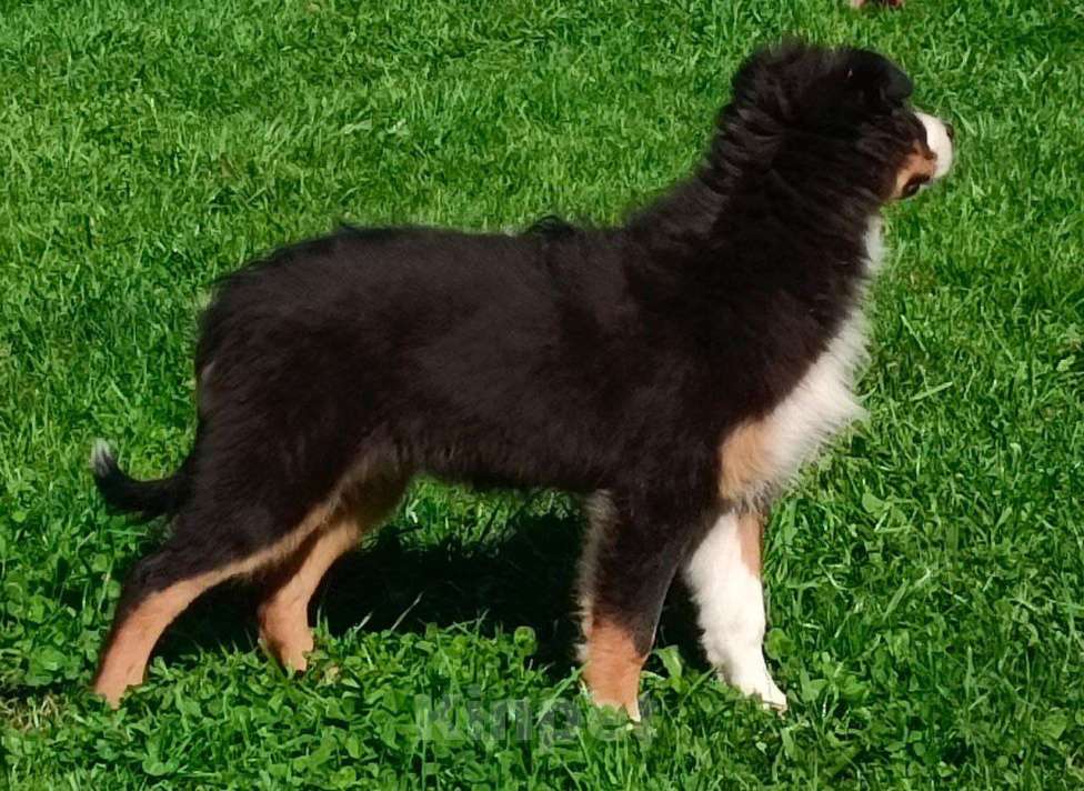 Собаки в Твери: Щенки австралийской овчарки (аусси) 4 мес Девочка, 30 000 руб. - фото 7