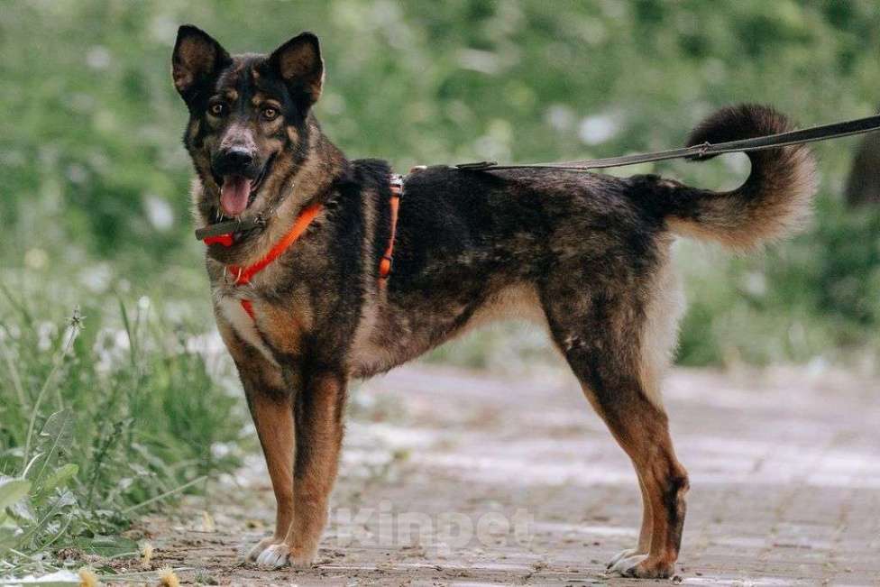 Собаки в Москве: Одри Девочка, Бесплатно - фото 4