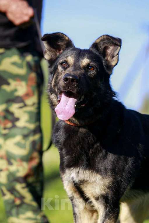 Собаки в Москве: Очень ласковая и общительная собака Марта ищет дом Девочка, 1 руб. - фото 6