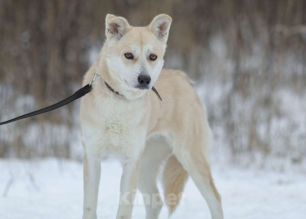 Собаки в Москве: Ее почти не замечают в приюте Девочка, Бесплатно - фото 5