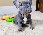 Собаки в Белореченске: Французский бульдог Мальчик, Бесплатно - фото 6