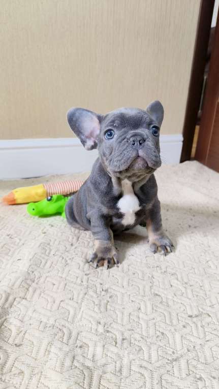 Собаки в Белореченске: Французский бульдог Мальчик, Бесплатно - фото 6