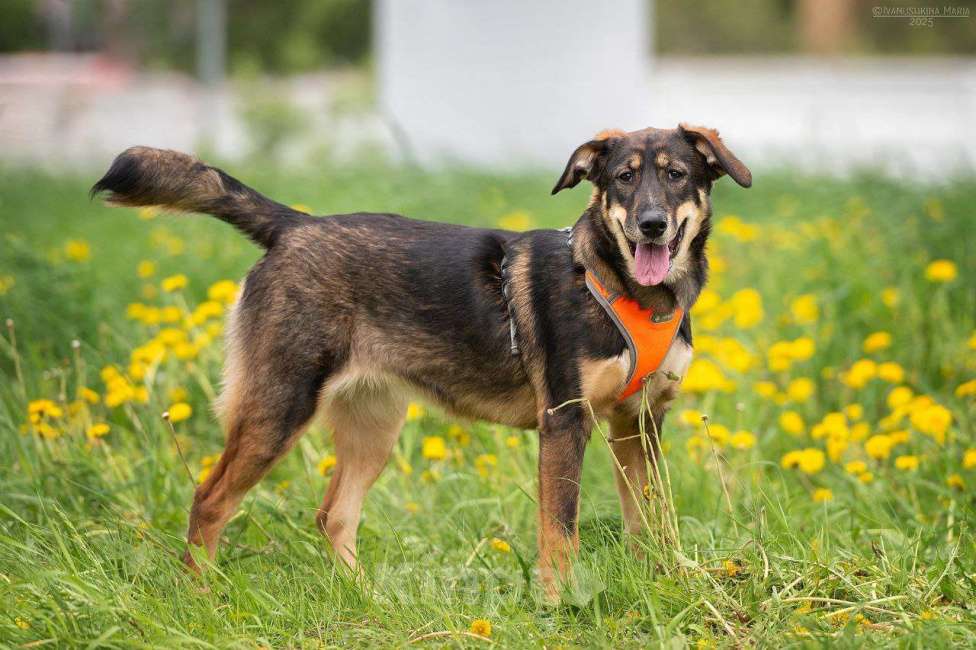 Собаки в Москве: Ариэль ищет свою любящую семью  Девочка, Бесплатно - фото 3
