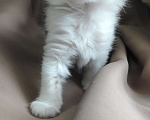 Кошки в Пятигорске: Курильский бобтейл в добрые руки  Девочка, Бесплатно - фото 9