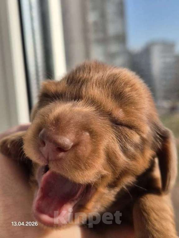 Собаки в Санкт-Петербурге: Мини такса рыже мраморная длш Девочка, Бесплатно - фото 4