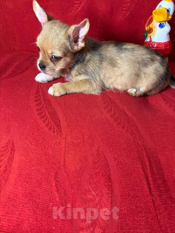 Собаки в Москве: Чихуахуа-  Мальчик Мальчик, 15 000 руб. - фото 1