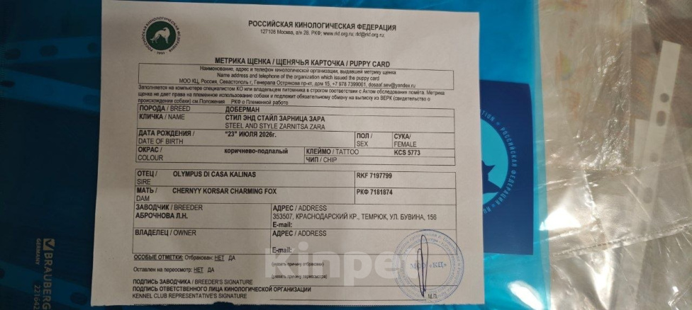 Собаки в Москве: Девочка добермана с документами РКФ Девочка, 60 000 руб. - фото 5