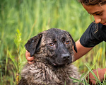 Собаки в других городах Владимирской области: Красивый и добрый пес (собака) в добрые руки бесплатно Мальчик, Бесплатно - фото 3