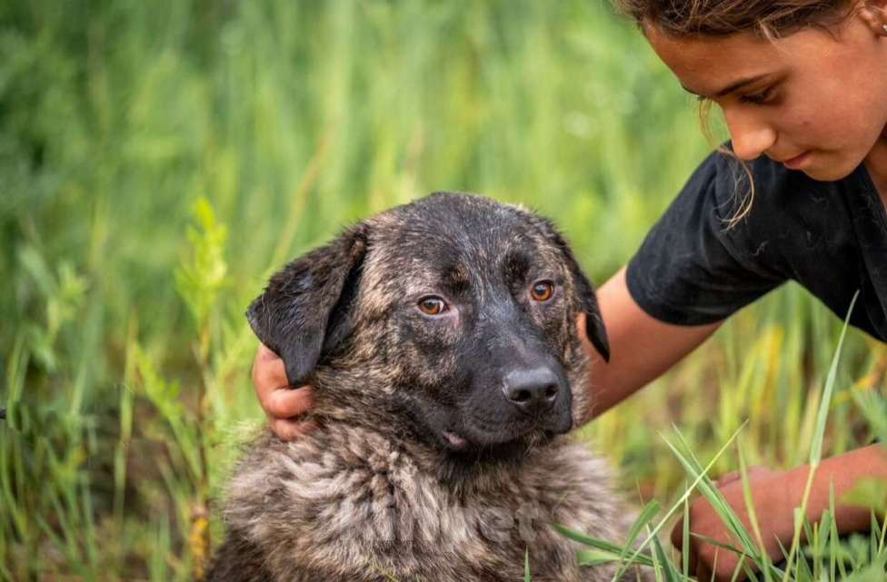 Собаки в других городах Владимирской области: Красивый и добрый пес (собака) в добрые руки бесплатно Мальчик, Бесплатно - фото 3