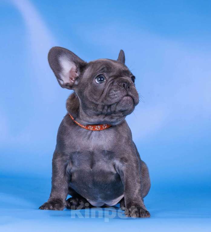 Собаки в Москве: Французкий бульдог Девочка, 70 000 руб. - фото 2