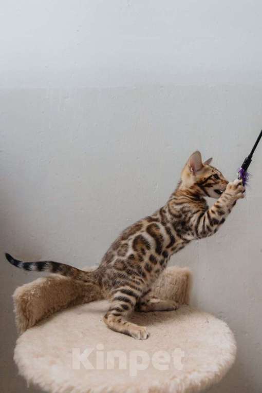 Кошки в Санкт-Петербурге: Девочка (розетка на золоте )  Девочка, 40 000 руб. - фото 2