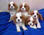Собаки в Москве: Кавалер Кинг Чарльз спаниель Мальчики Мальчик, 80 000 руб. - фото 3