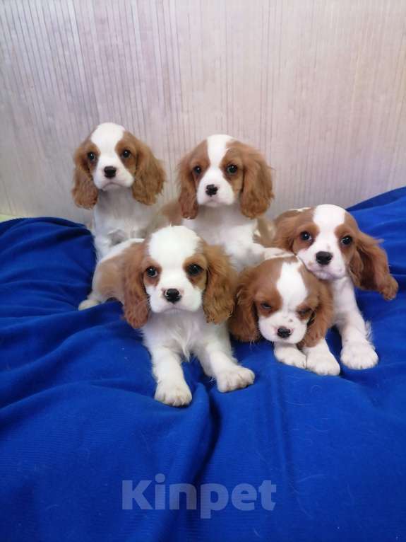 Собаки в Москве: Кавалер Кинг Чарльз спаниель Мальчики Мальчик, 80 000 руб. - фото 3