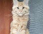 Кошки в Москве: Мейн-Кун котята Девочка, Бесплатно - фото 4