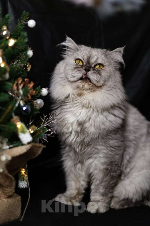 Кошки в Москве: Выброшенный котик Буржик мечтает о доме Мальчик, Бесплатно - фото 2