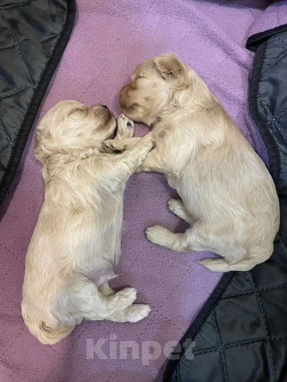 Собаки в Краснодаре: Мальтипу мальчик Мальчик, 80 000 руб. - фото 6