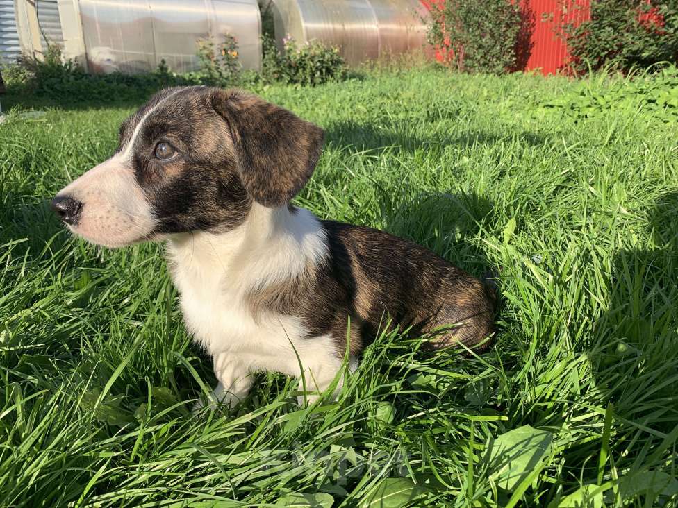 Собаки в Новосибирске: Вельш корги Девочка, 40 000 руб. - фото 5