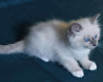 Кошки в Москве: Невские маскарадные котята для Вас! 💖 Смотрите какие у нас котята!😍  Мальчик, 50 000 руб. - фото 2