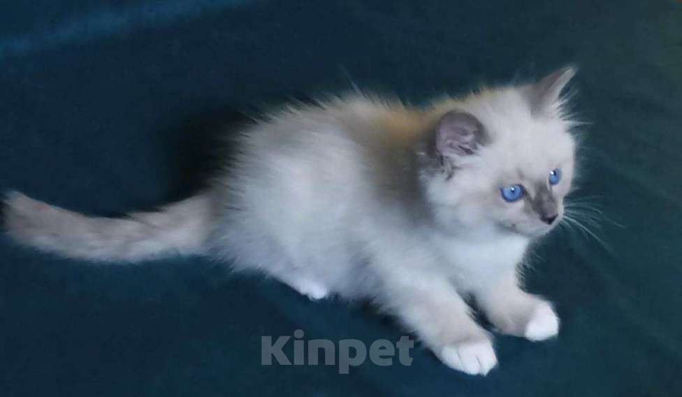 Кошки в Москве: Невские маскарадные котята для Вас! 💖 Смотрите какие у нас котята!😍  Мальчик, 50 000 руб. - фото 2