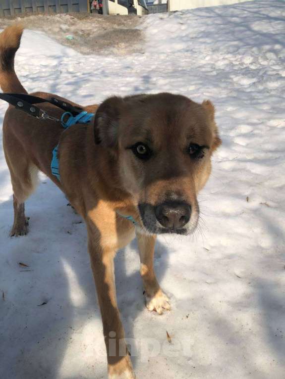Собаки в Москве: Особенному Вилли тяжело без своего Человека Мальчик, Бесплатно - фото 4