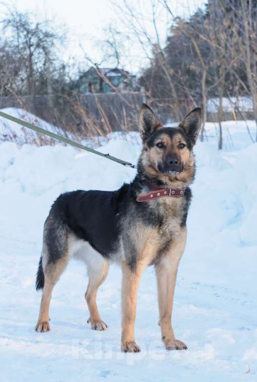 Собаки в Москве: Таверне нужен дом  Девочка, Бесплатно - фото 5