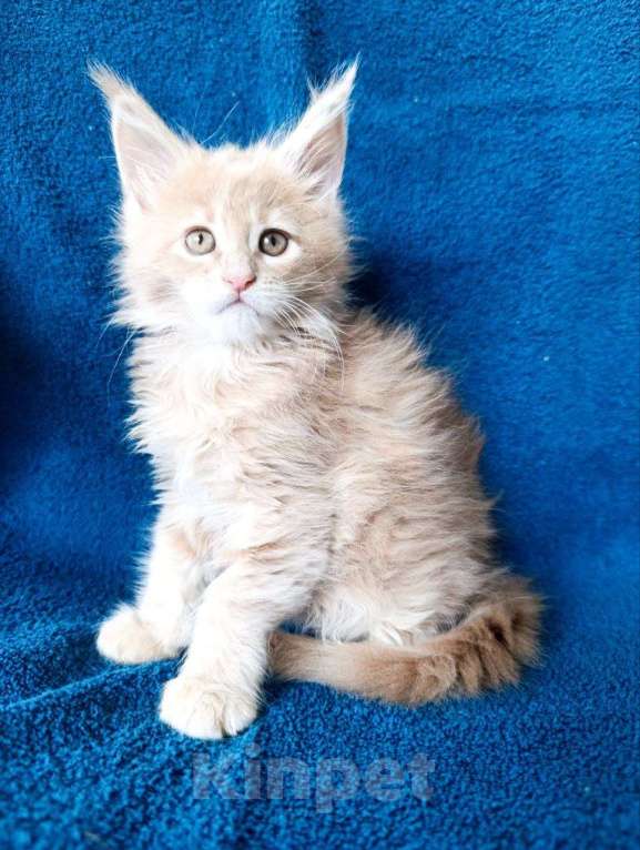 Кошки в Москве: Котята Мейн-кун Девочка, 75 000 руб. - фото 8