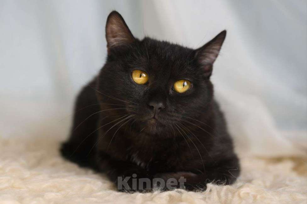 Кошки в Москве: Смородинка ищет дом Девочка, Бесплатно - фото 3