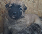 Собаки в Новосибирске: Отдам щенка Девочка, 500 руб. - фото 1