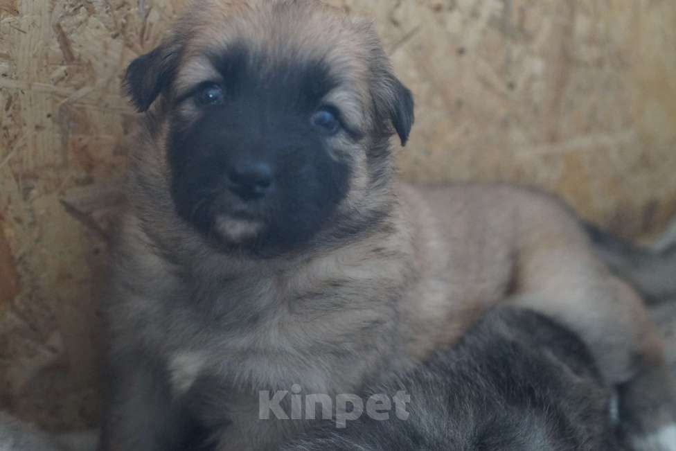 Собаки в Новосибирске: Отдам щенка Девочка, 500 руб. - фото 1