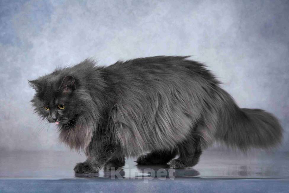 Кошки в Москве: Нежная ласковая кошечка Котюня Девочка, Бесплатно - фото 8