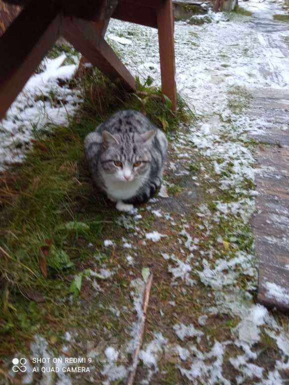 Кошки в Ярославле: Котенок в добрые руки  Мальчик, Бесплатно - фото 2