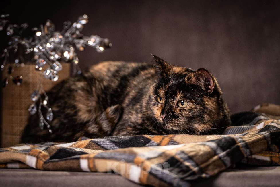 Кошки в Клине: Муся - необыкновенная кошечка Девочка, Бесплатно - фото 4